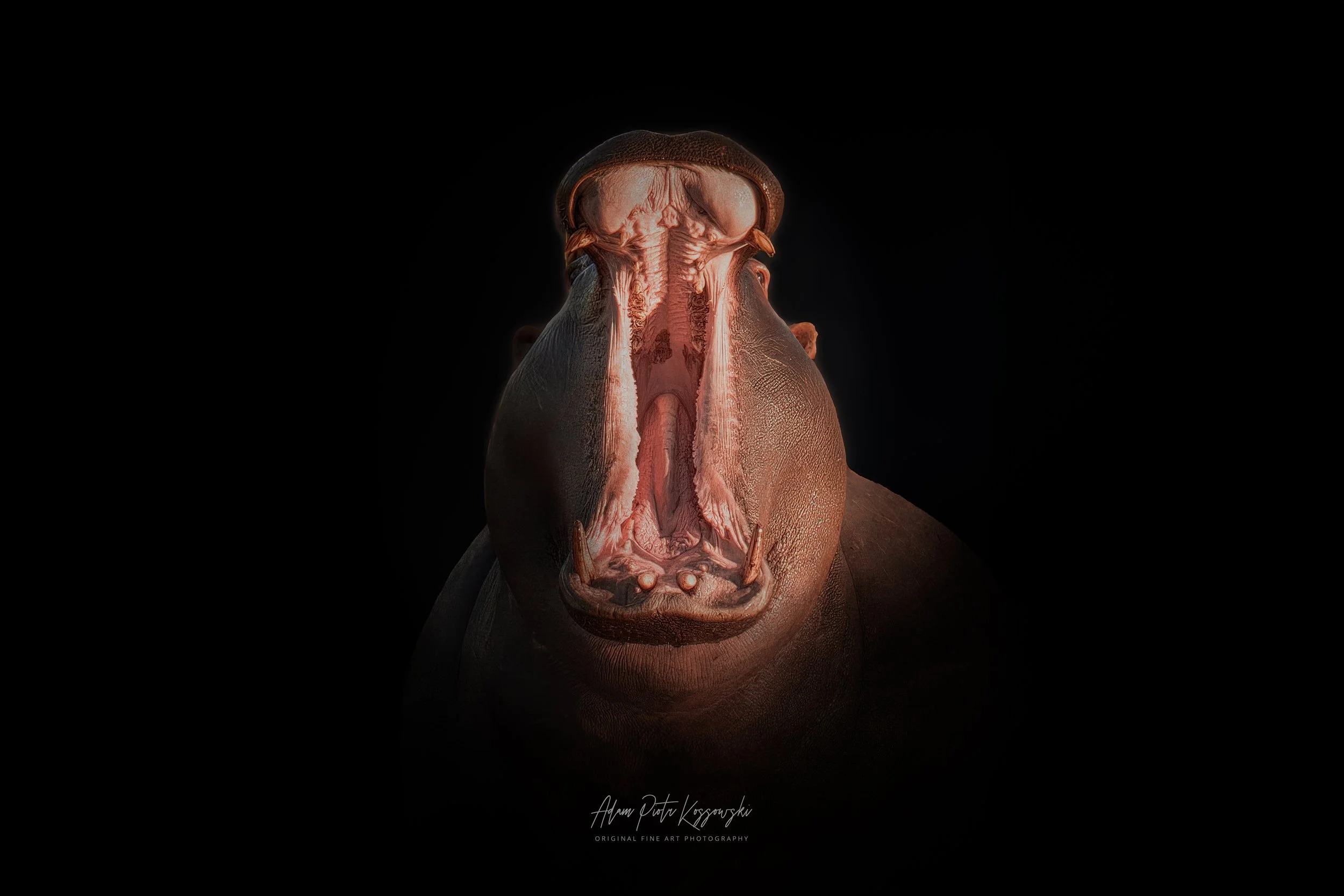 トップス hippo The Gape: A Hippo's Warning in the Sabi Sands — Adam Piotr